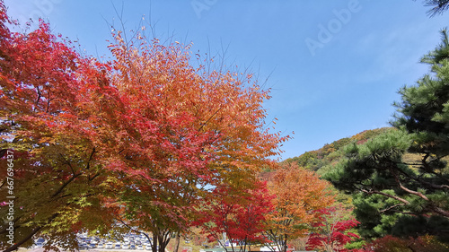 Afternoon blue sky of Fall maple leaves foliage in orange and green colour in early Autumn in Seoul, South Korea