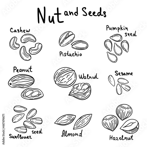 Set of nuts and seeds with text. Vector illustration. Almond, cashew