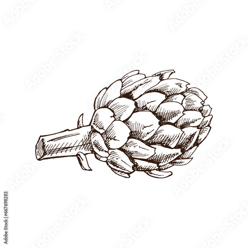 Hand-drawn artichoke illustration in sketch style. Vector  vegetables. Vintage doodle illustration. Sketch for cafe menus and labels. The engraved image. Harvesting.