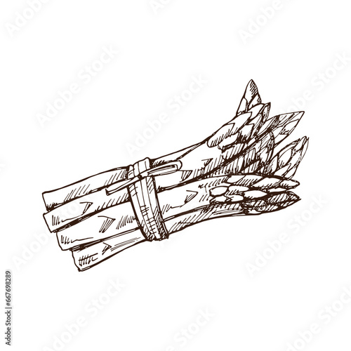 Hand-drawn asparagus illustration in sketch style. Vector  vegetables. Vintage doodle illustration. Sketch for cafe menus and labels. The engraved image. Harvesting.