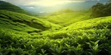 Scenic tea plantation on beautiful asian hill. Nature bounty green landscape. Countryside bliss. Serene farming in highlands. Morning sunshine over vibrant