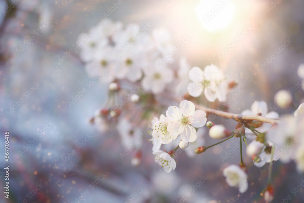 Spring flowering at sunset. White flower on the tree. Apple and cherry blossoms. Spring flowering at sunset. White flower on the tree. Apple and cherry blossoms.