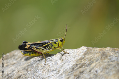 A Large Banded Grasshoppers sitting on a rock