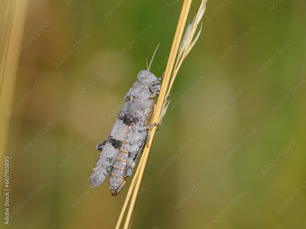 A Blue Winged Grasshopper sitting on grass A Blue Winged Grasshopper sitting on grass