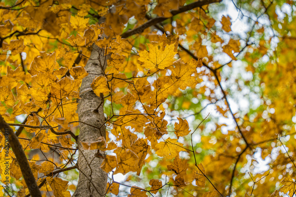 Golden Leaves in Autumn Golden Leaves in Autumn