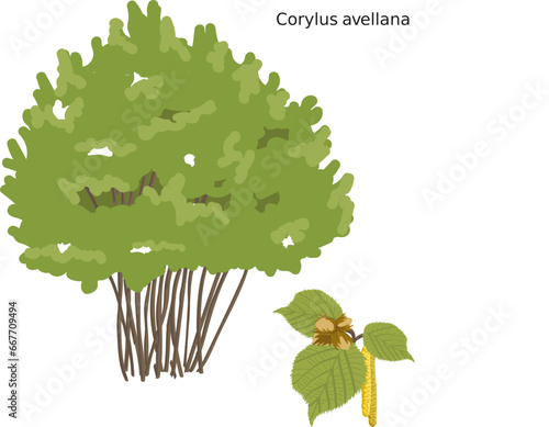 Noisetier (Corylus avellana) SVG