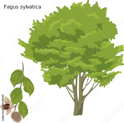 Hêtre commun (Fagus sylvatica) SVG