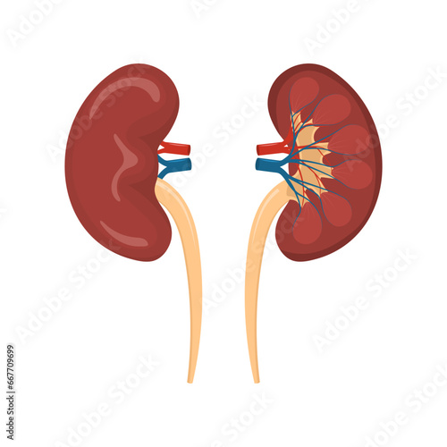 Human kidney anatomical internal structure vector illustration