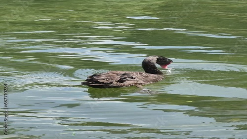 Black swan bottoms up in river finding food submerged head diving footage veritcal photo