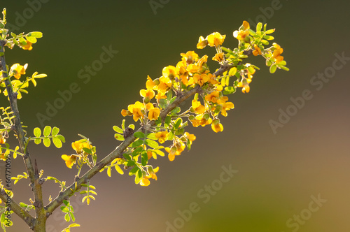 Chañar tree in Calden forest, bloomed in spring,La Pampa,Argentina photo