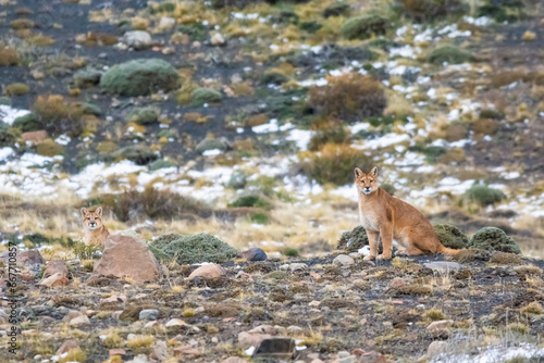 Puma walking in mountain environment  Torres del Paine National Park  Patagonia  Chile.