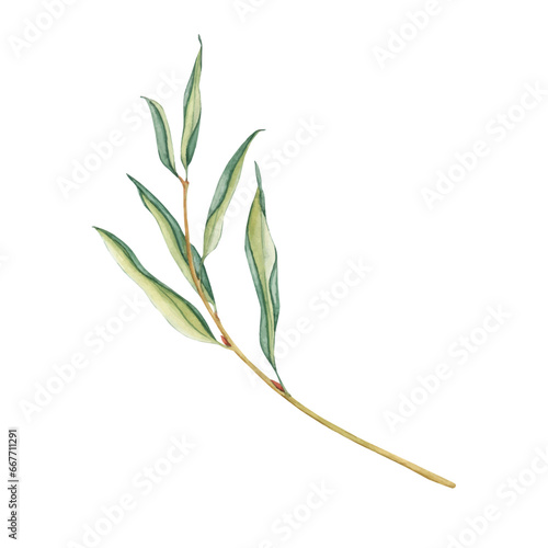 Vector illustration fresh foliage weeping willow tree. Simple tree branches with green leaves isolated on white. Hand drawn botanical clip art