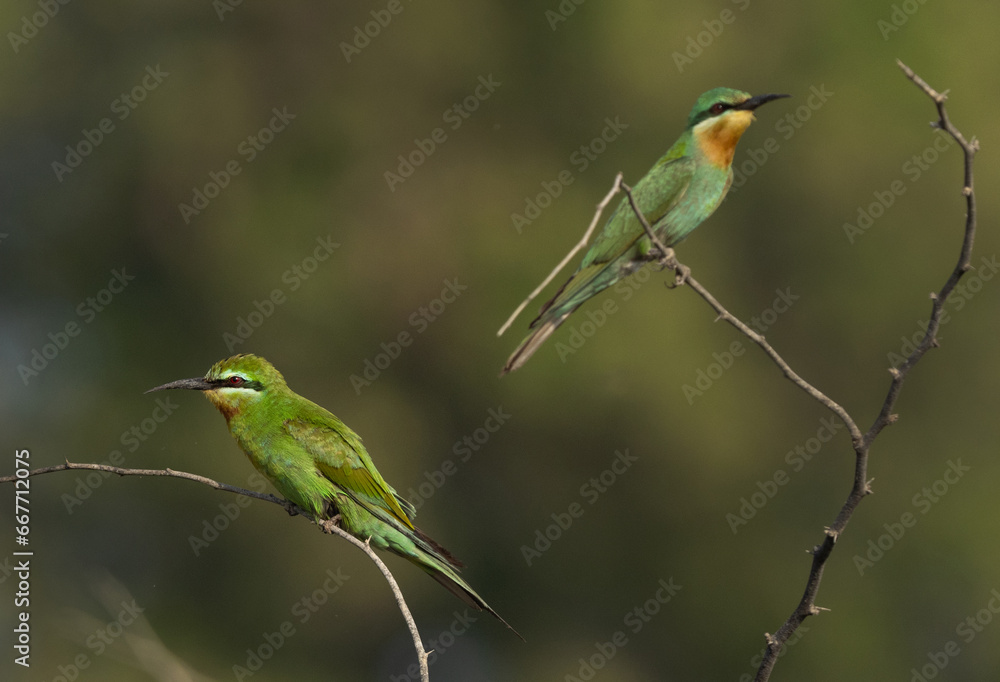 Blue-cheeked bee-eaters perched on a tree at Jasra, Bahrain Blue-cheeked bee-eaters perched on a tree at Jasra, Bahrain