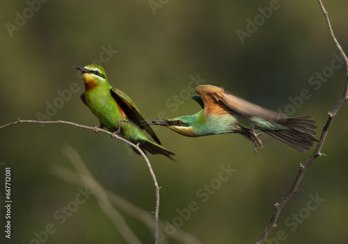 Blue-cheeked bee-eater takeoff from an acacia tree at Jasra, Bahrain