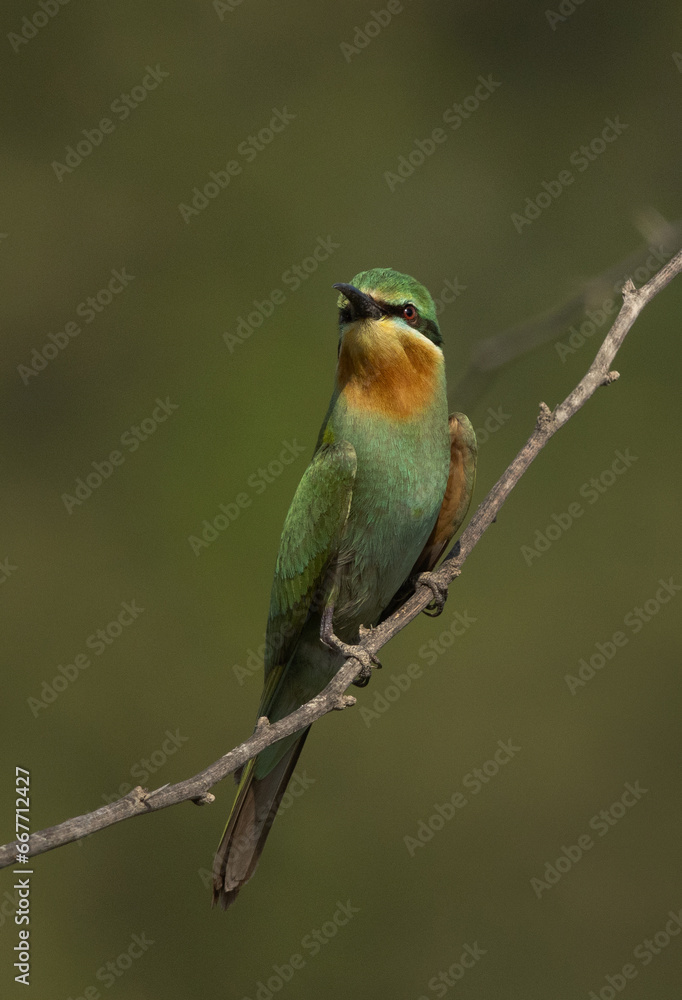 Blue-cheeked bee-eater on acacia tree at Jasra, Bahrain Blue-cheeked bee-eater on acacia tree at Jasra, Bahrain