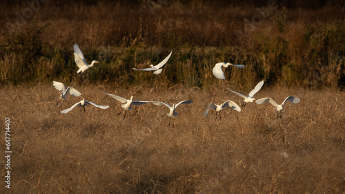 Birds - Cattle Egret, Blackwater National Wildlife Refuge, Virginia
