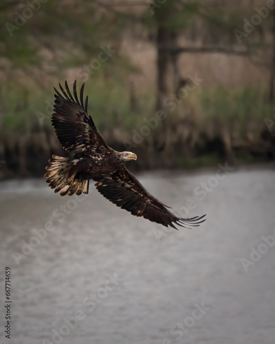 Birds - Juvenile Bald Eagle, Jamestown, Virginia 