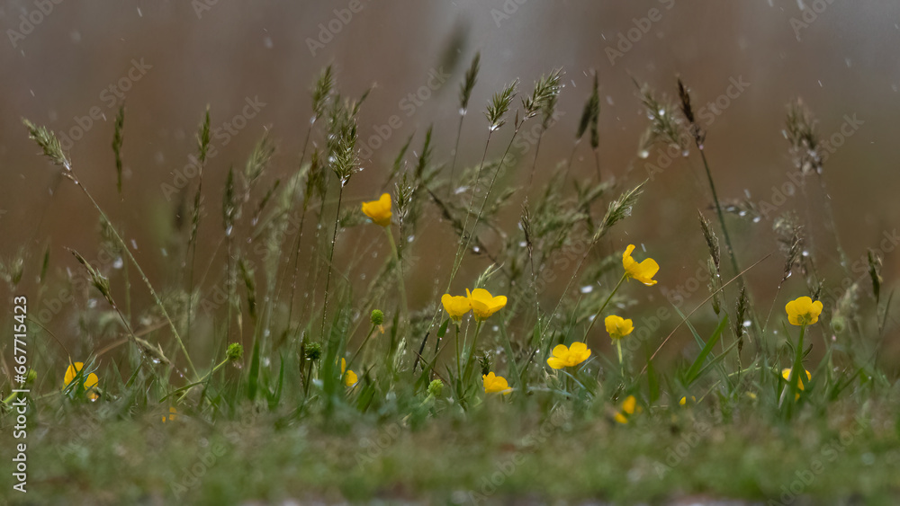Flower - Yellow Poppy, Jamestown, Virginia