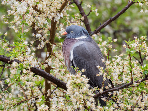 Pigeon on the tree
