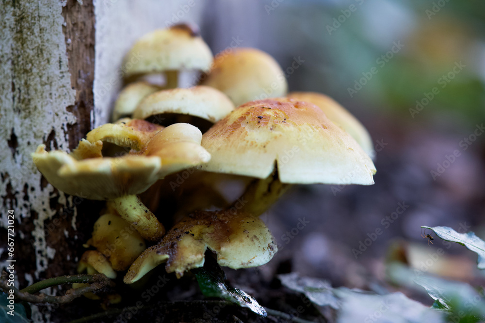 Macro shot of mushrooms in the fall. Mushrooms in autumn. Macro shot of mushrooms in the fall. Mushrooms in autumn.