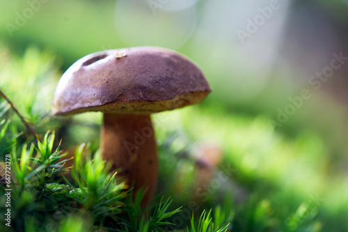 Macro shot of mushrooms in the fall. Mushrooms in autumn.