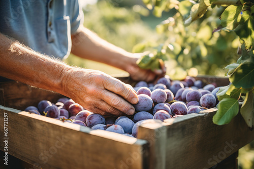 Close up shot of male hands placing plums in wooden bin. Unrecognizable person