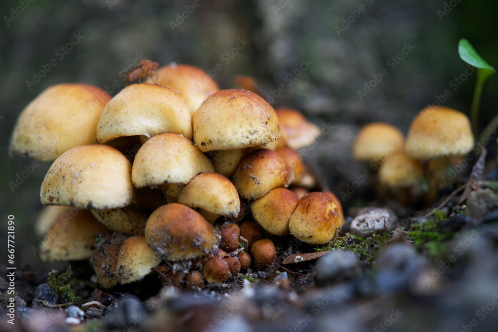 Macro shot of mushrooms in the fall. Mushrooms in autumn. Macro shot of mushrooms in the fall. Mushrooms in autumn.