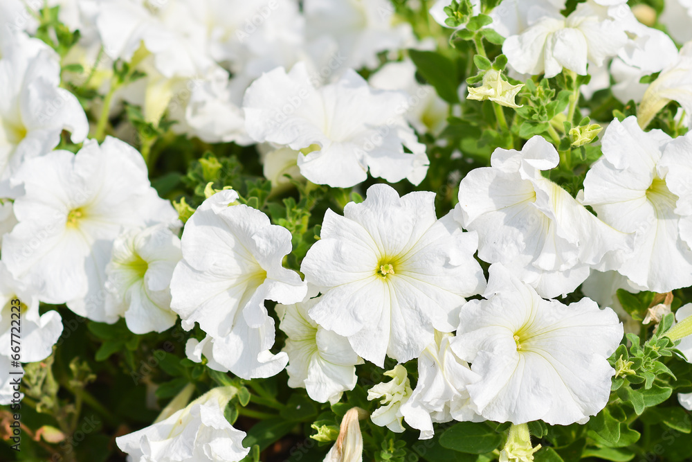 Fototapeta premium White petunia close-up on a flower bed.