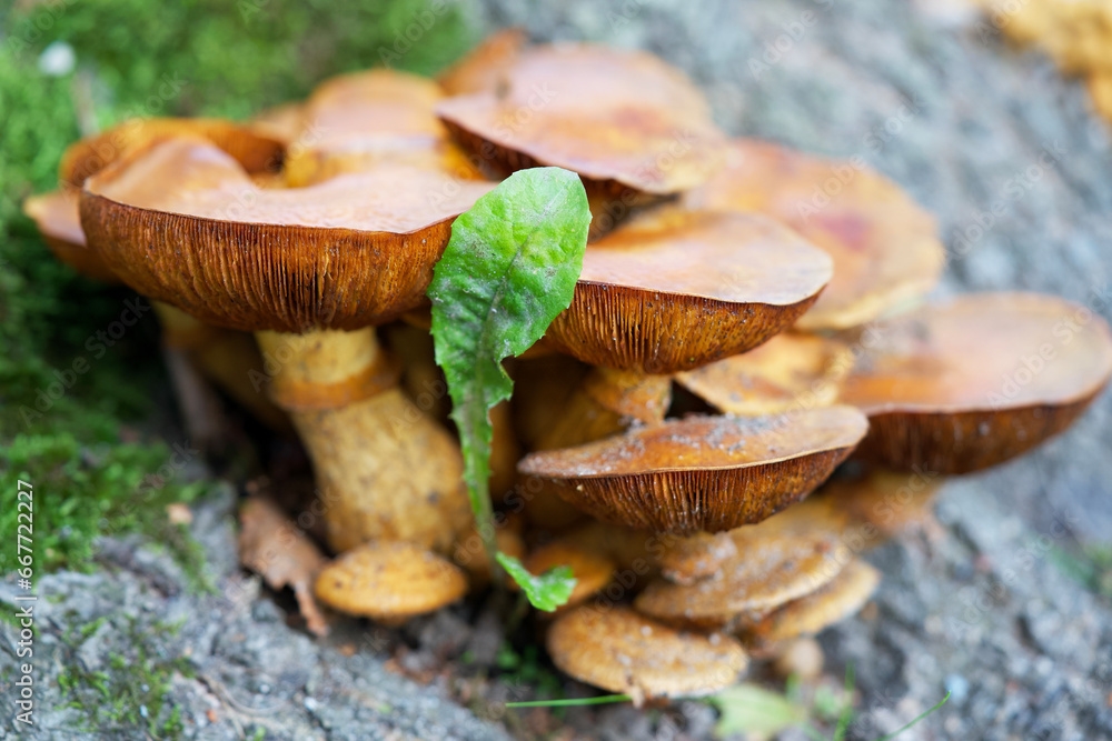 Macro shot of mushrooms in the fall. Mushrooms in autumn. Macro shot of mushrooms in the fall. Mushrooms in autumn.