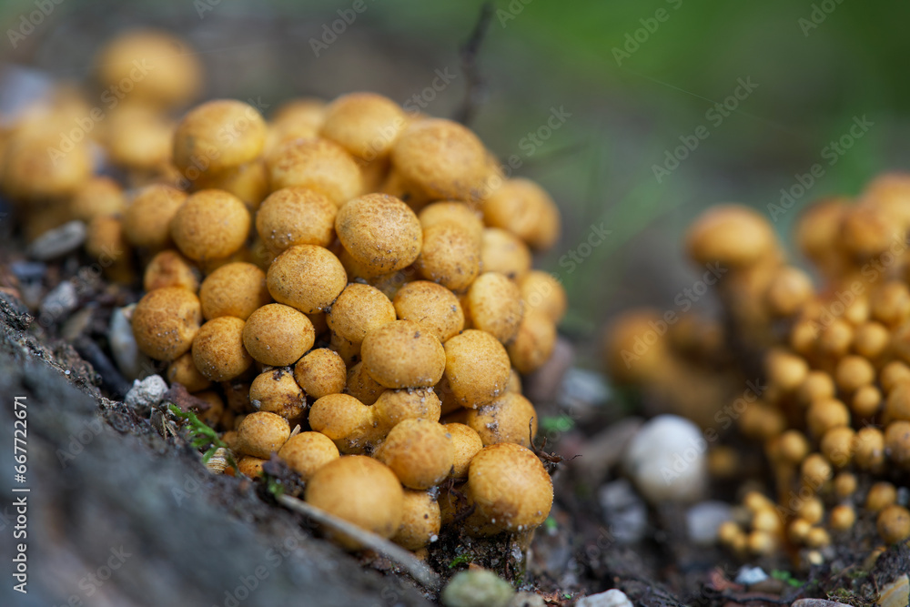 Macro shot of mushrooms in the fall. Mushrooms in autumn. Macro shot of mushrooms in the fall. Mushrooms in autumn.