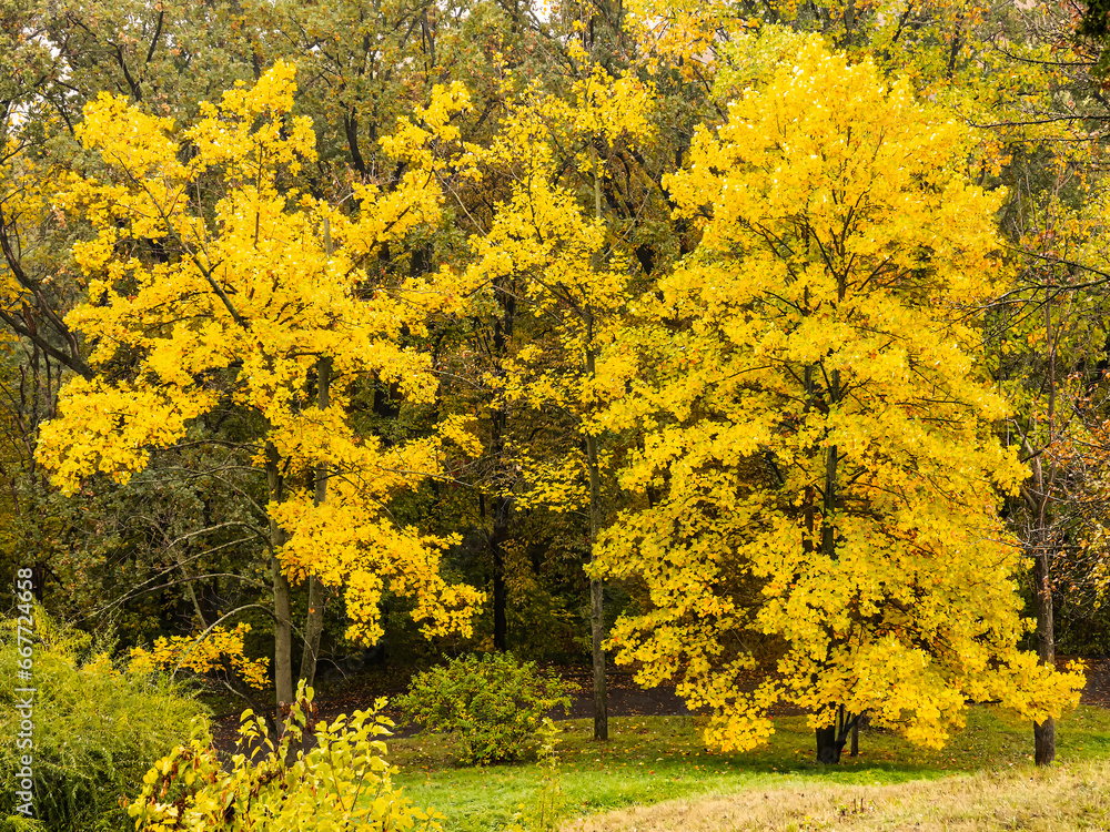 Tall yellow trees in the autumn park. Background with autumn trees, top view