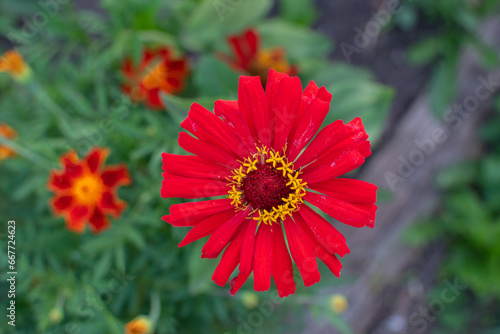 Zinnia elegans close-up on a flower bed. High quality photo