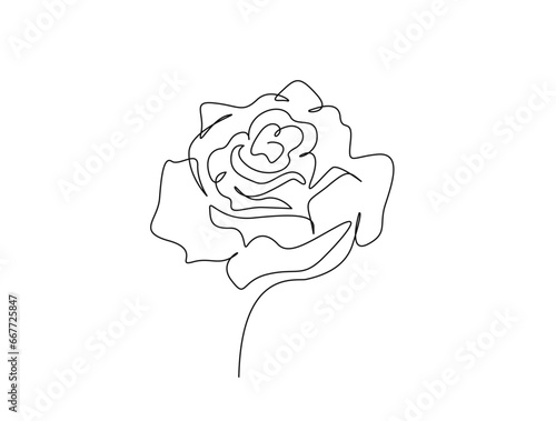 Continuous one line drawing of rose flower. Rose flower outline vector illustration.
