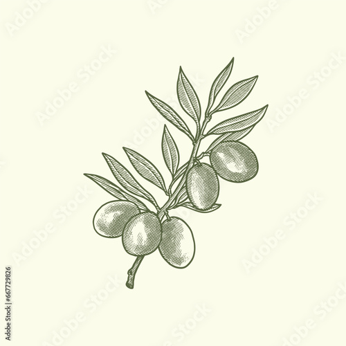 Olive oil hand drawn illustration vector