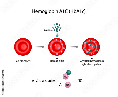 Hemoglobin A1C, HbA1c test , HbA1c levels, Glucose sticks to hemoglobin, glycated hemoglobin, up to 120 days. A1C Blood Sugar Test, Diabetes Mellitus, Infographic, Vector illustration.