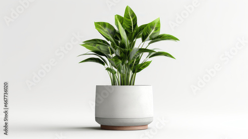 Decorative Indoor Pot Plant in White Room