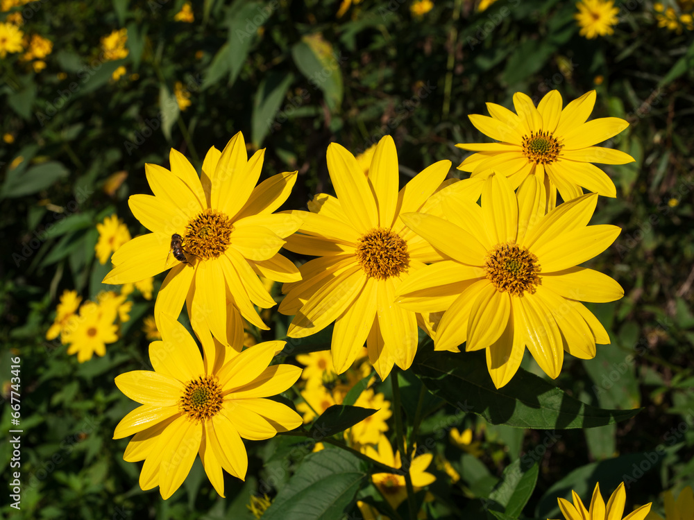 Fototapeta premium Bees collect nectar and pollen from flowers.