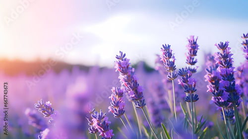 Garden lavender background wallpaper poster PPT