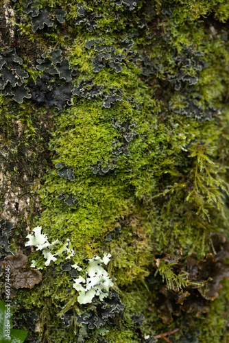 Fototapeta Naklejka Na Ścianę i Meble -  Multiple variety of lichen on the trunk of a tree, close up.