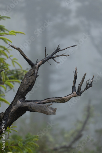 An odd-shaped branch protruding from a tree in a dark, foggy forest.