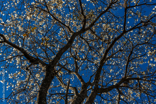 Ipes white tree flowering grove in the municipality of Marilia photo