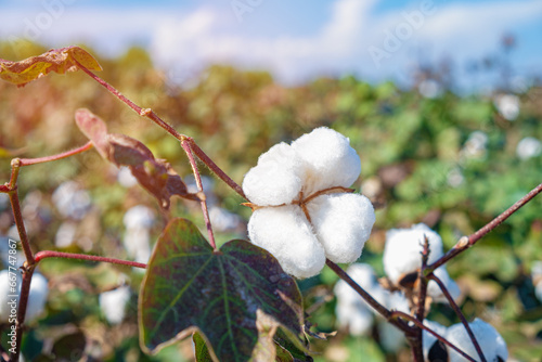 Organic Cotton plant growing at the field. Cotton flower on a field in sunny weather.