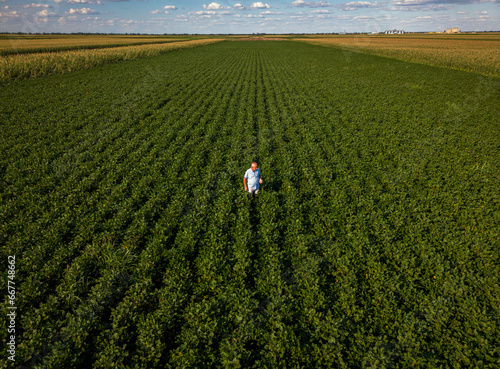 Aerial view of senior farmer in green soybean field examining crop.