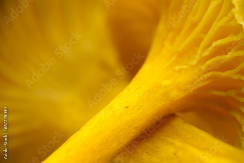 Macro shot of the stem of the Yellowfoot mushroom (Craterellus tubaeformis)