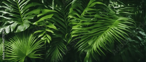 Shadows of tropical foliage on a green wall in the Caribbean