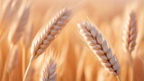 Shallow depth of field on wheat ears isolated pastel background