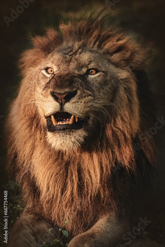 Foto portrait of a lion