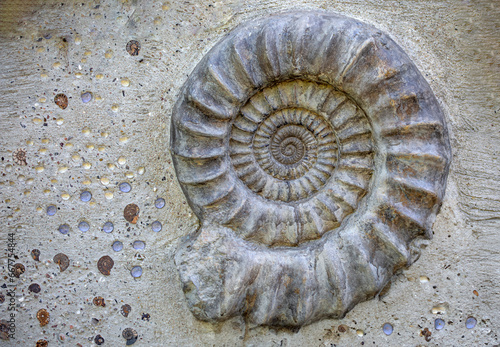Schnecken Spirale, Fossilien auf Stein