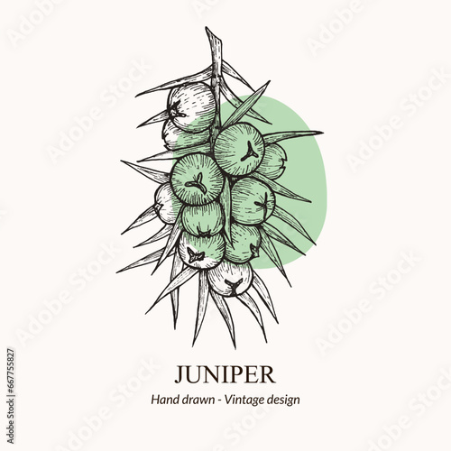 Hand drawn vector illustration juniper berries. Juniper berries logo template. juniper berries sketch. vector illustration of juniper berries. For menu, recipe, packaging, wrapping paper, logos