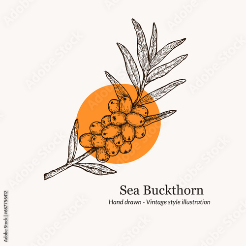 Hand drawn vector illustration sea buckthorn. sea buckthorn sketch. sea buckthorn logo template. For menu, recipe, packaging, wrapping paper, logos